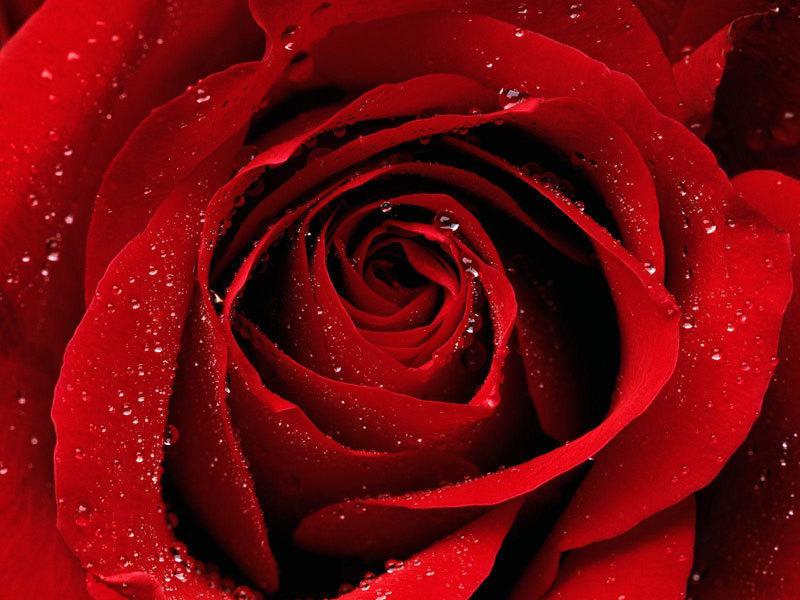Redrose