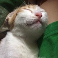 cat_13a13y