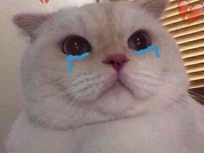 congfatcat