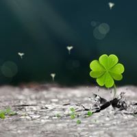 nguyentrucnhatlinh2004