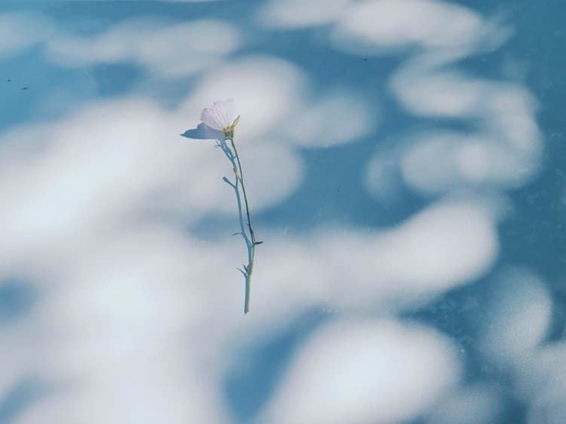 lily_ss