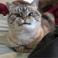 Brainypotts