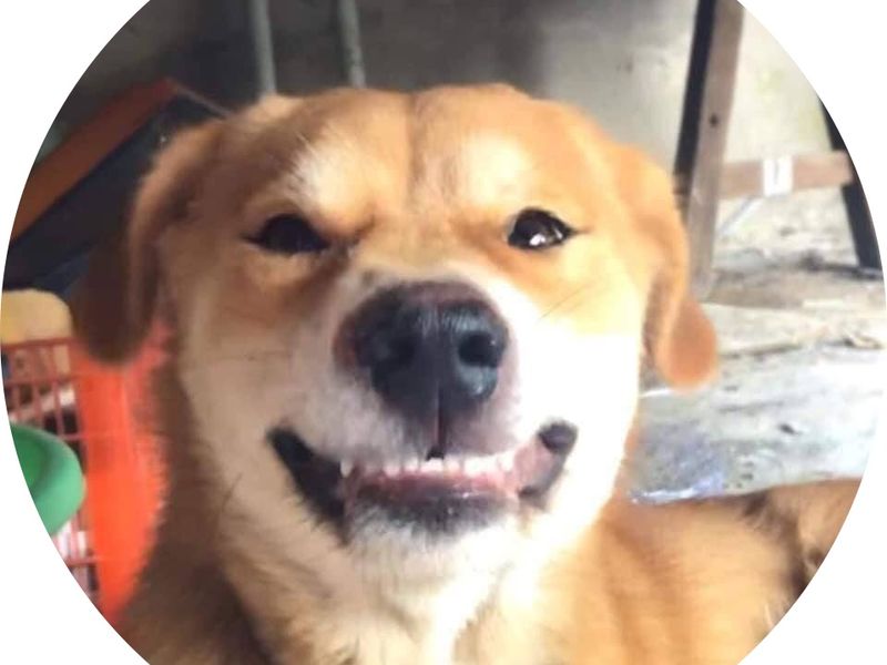 DynNhi