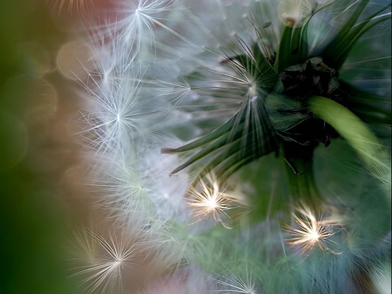 tracyhachigiandastoli4v