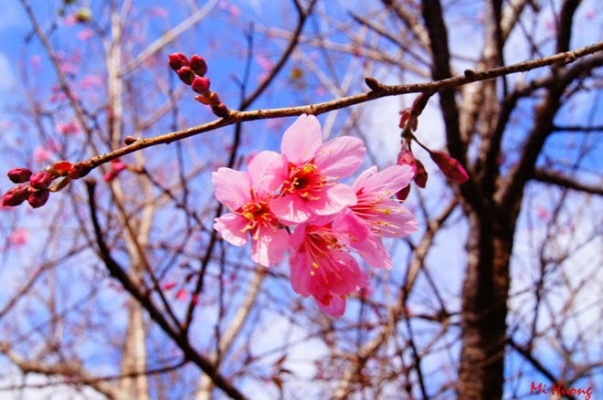 ledanhthanh134