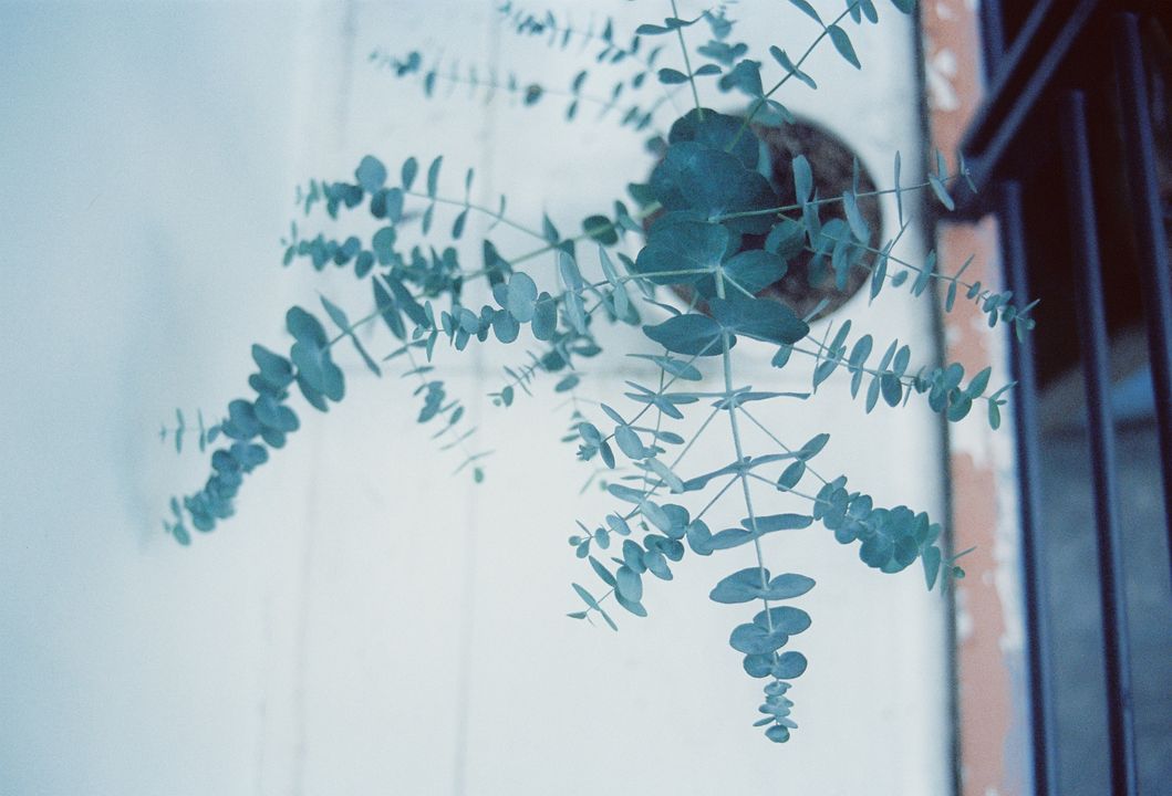 Khuynh diệp nhà em