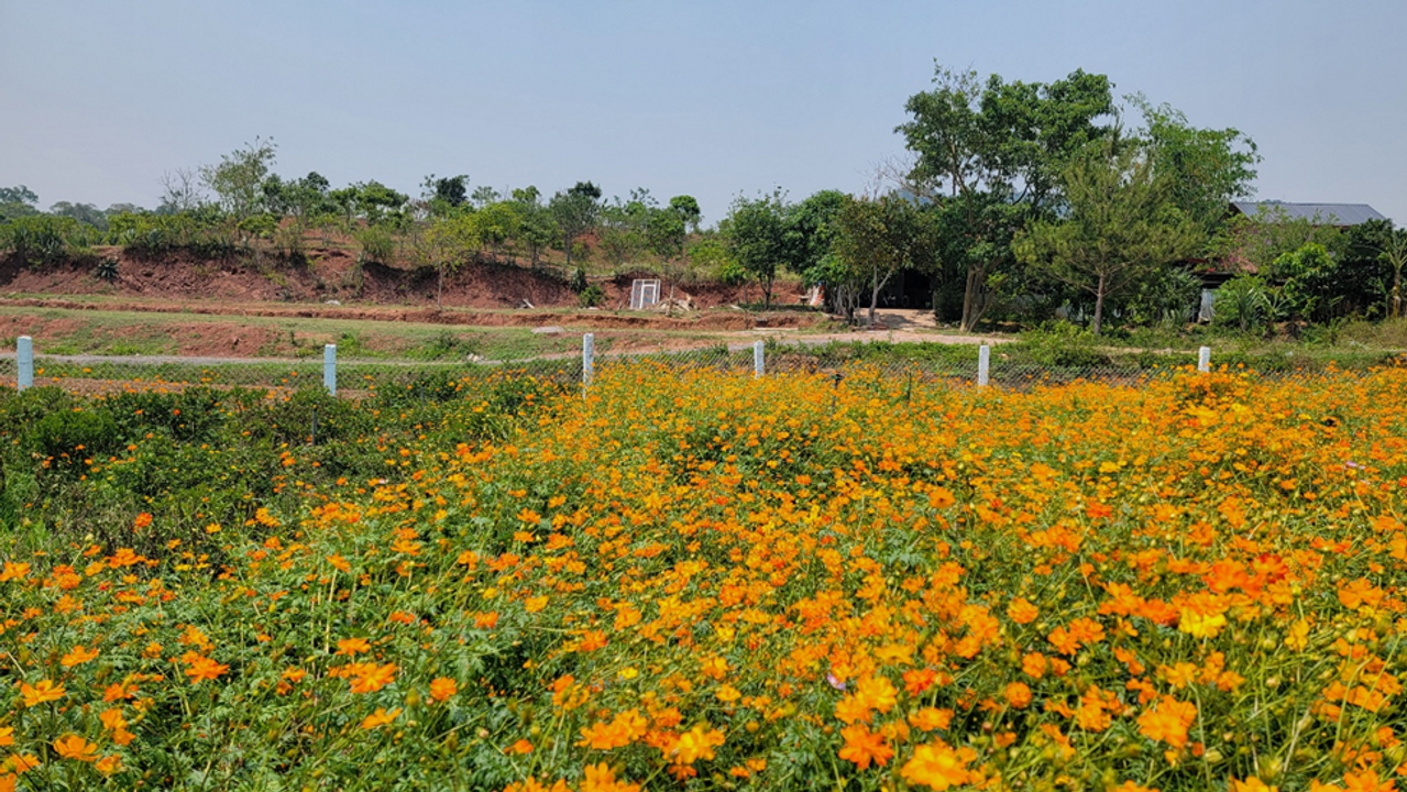 <i>Cùng màu nắng, hoa cỏ khoe sắc rực trời</i>