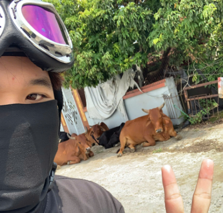 Tôi đã hỏi đường các "em" bò.