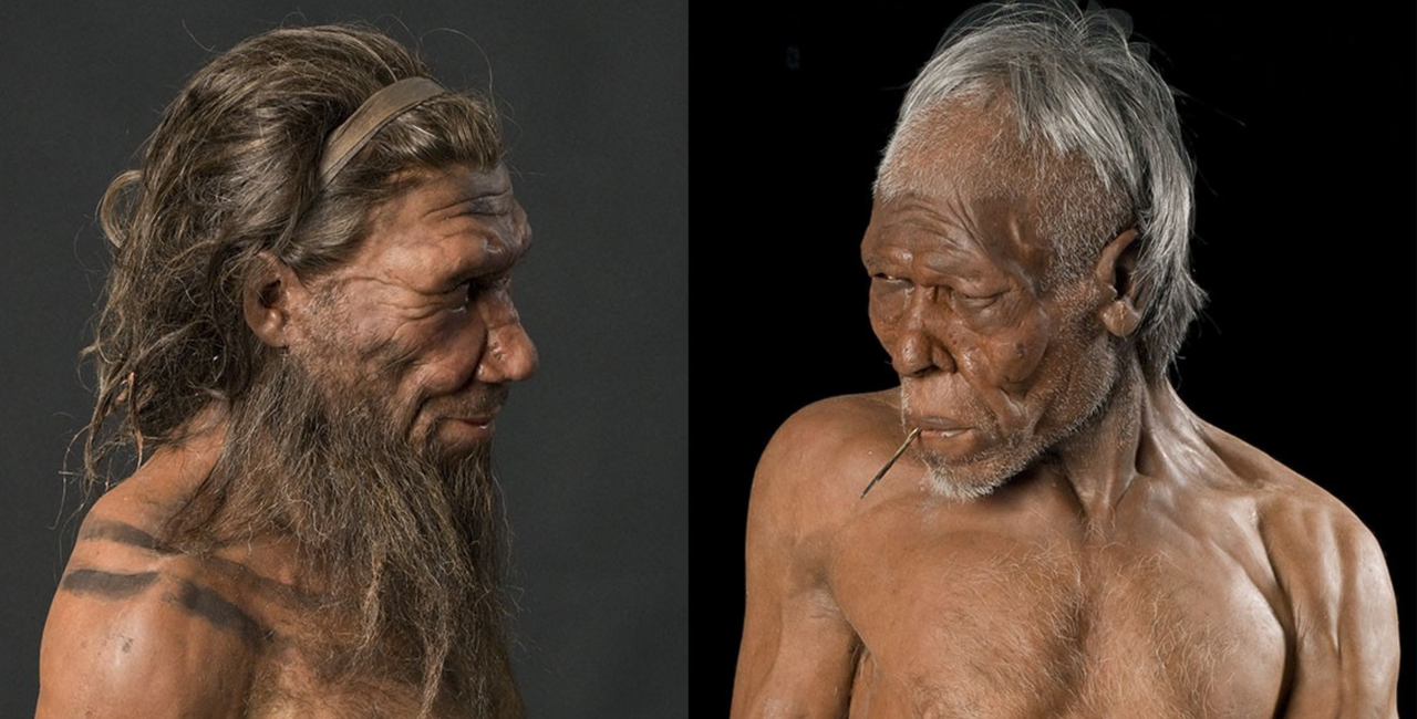 <i>Neanderthal và Homo sapiens. Nguồn: </i><a href="https://www.nhm.ac.uk/discover/are-neanderthals-same-species-as-us.html"><i>Are Neanderthals the same species as us? | Natural History Museum</i></a>