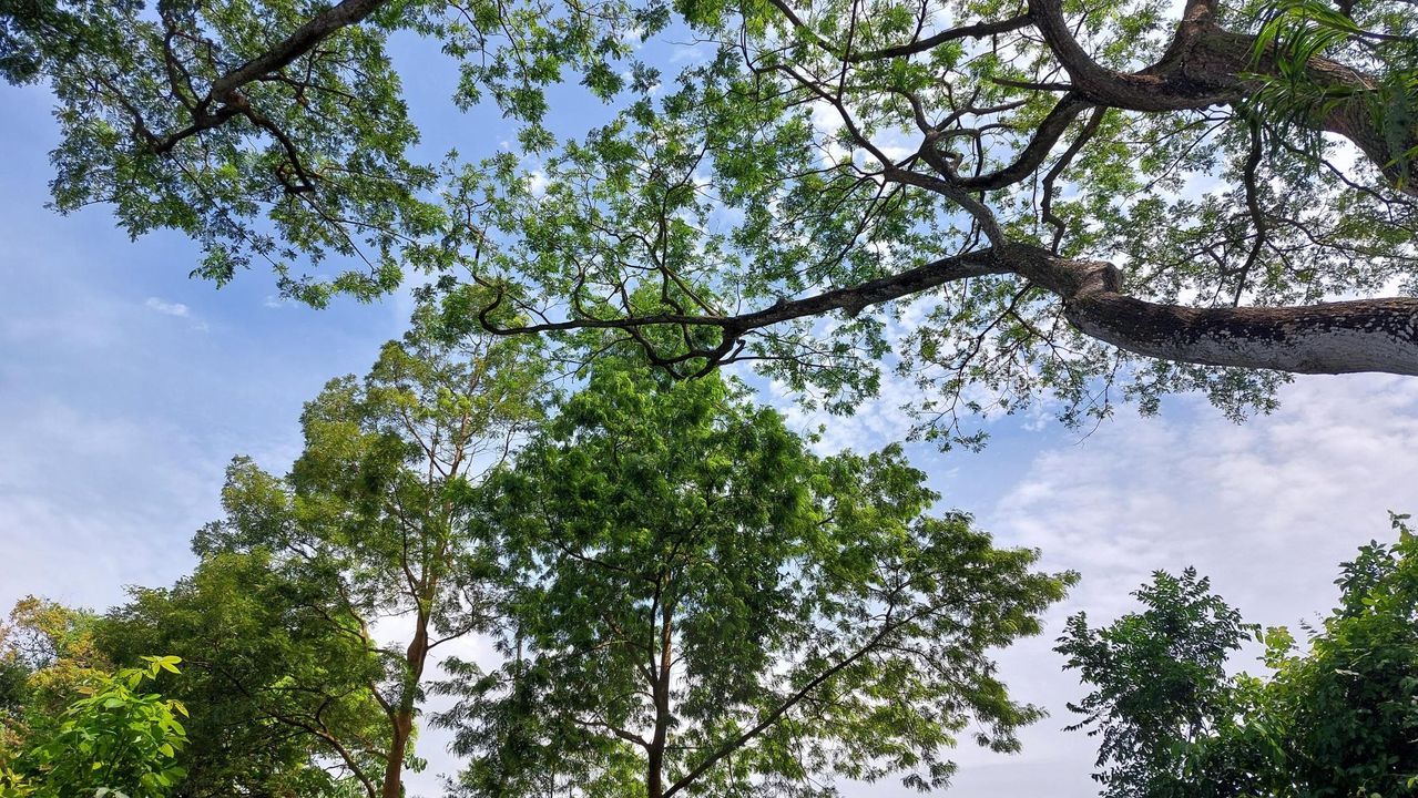 Nhìn cái này giống mấy cái cây trong giấc mơ của nhân vật chính Perfect Days ghê