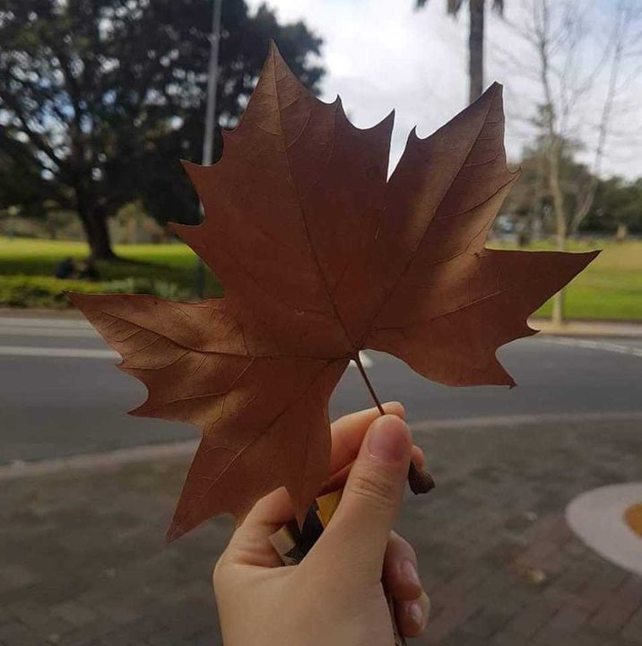 "Autumn Leaves" tớ từng chụp ở thành phố Sydney thơ mộng ><