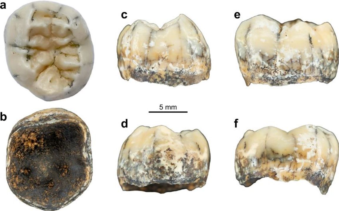 Chiếc răng ở Lào được cho là của một cô gái người Denisovan