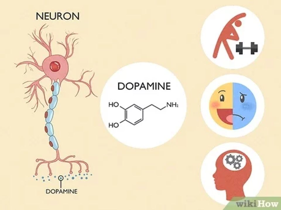 <i>Dopamine ngắn hạn làm giảm thiểu trí nhớ (Nguồn: wikihow)</i>