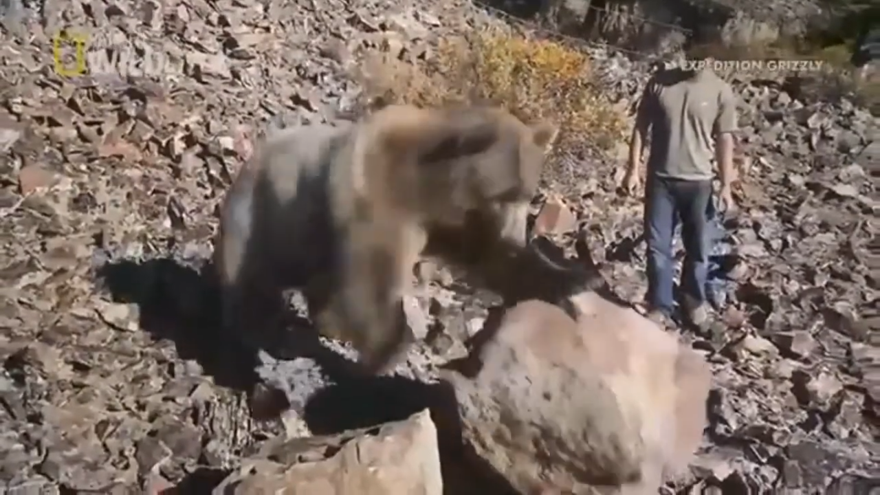 Một con gấu nâu Bắc Mỹ đang đẩy 1 tảng đá 800 pound (khoảng 360kg)