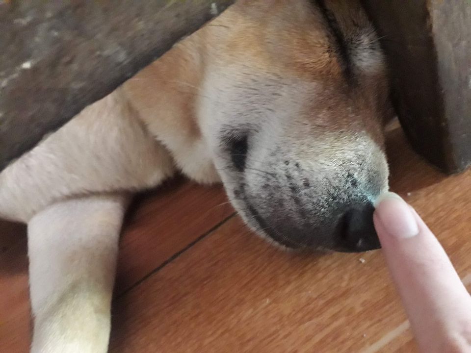 Lucky, em nó đang ở cùng ngoại ở trên thiên đường