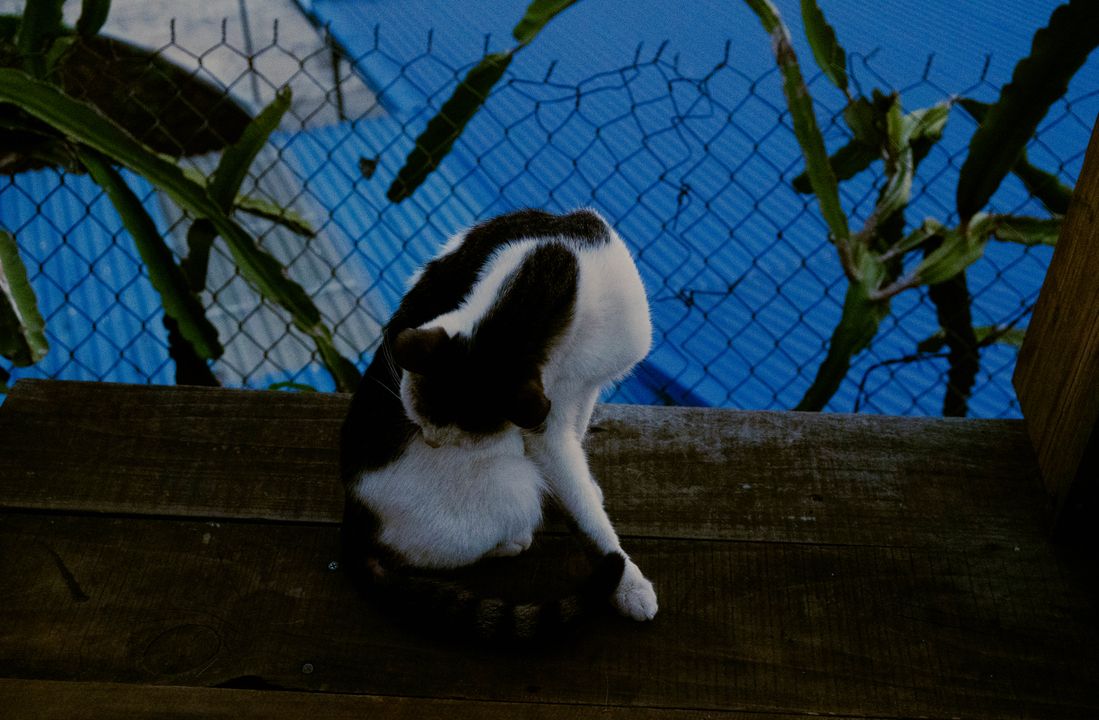 Vô tình gặp một chú mèo xinh...