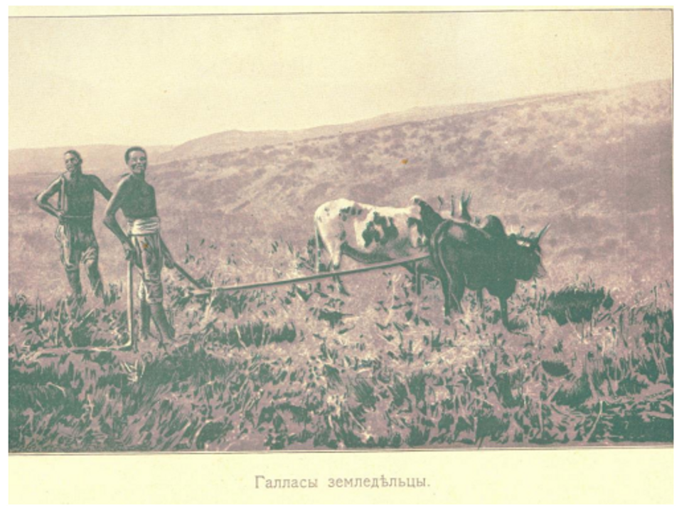 Canh tác bằng bò ở Galla (gia súc gầy yếu do hạn hán)