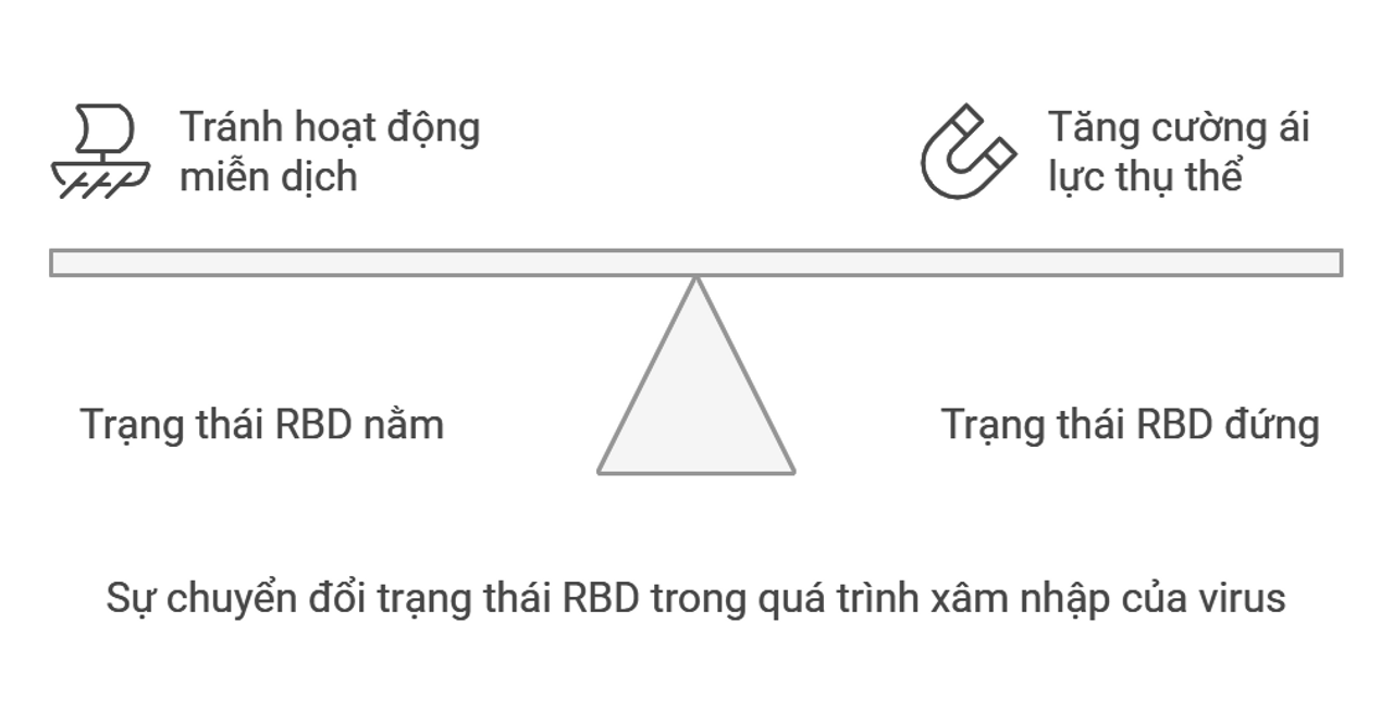 <i>Trạng thái RBD của SARS - CoV - 2</i>