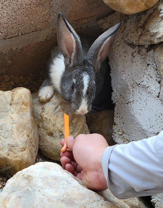 <i>Thỏ con thi thoảng thò tai khỏi hang đất, ngó nghiêng vài cái rồi lỉnh đi trốn nắng</i>