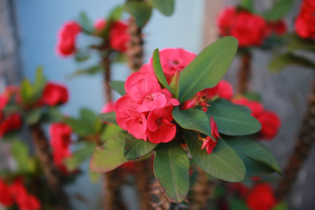 Ảnh chụp ở Hà Tĩnh: Tết Nguyên đán năm 2025