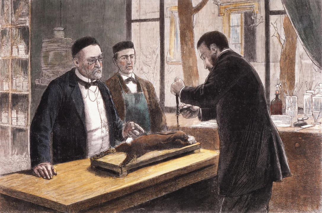 Louis Pasteur đang thử nghiệm trên một con thỏ bị nhiễm chloroformed, khắc gỗ màu, năm 1885.
