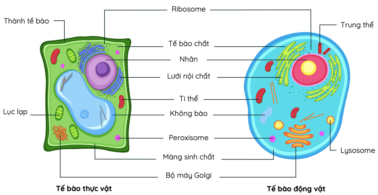 tương quan giữa hai cấu trúc giữa tế bào động vật và tế bào thực vật