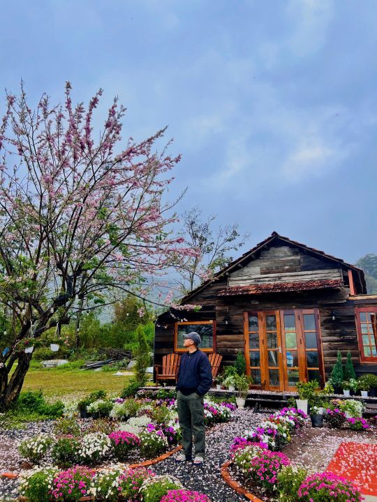 Đình Vĩ làm nhà gỗ, trồng hoa đào, các loại hoa cúc nở rực vào dịp Tết 2025 (Ảnh: VnExpress)