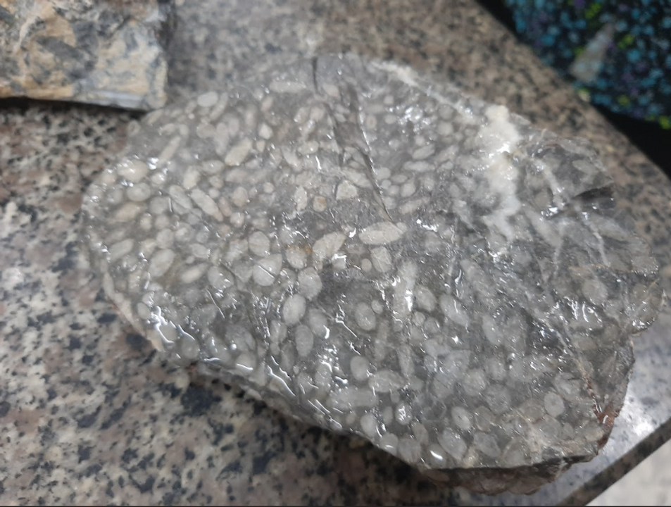 <i>Foraminifera Fossil Sample from the Ha Tien Marine Area at the University of Science, Vietnam National University, Ho Chi Minh City, Vietnam</i>