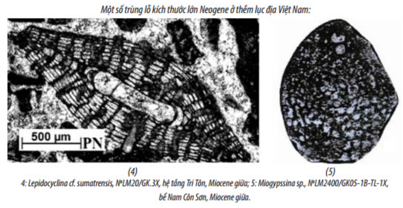 <i>Some large-sized Neogene foraminifera on the continental shelf of Vietnam. Credit: PETROVIETNAM</i>