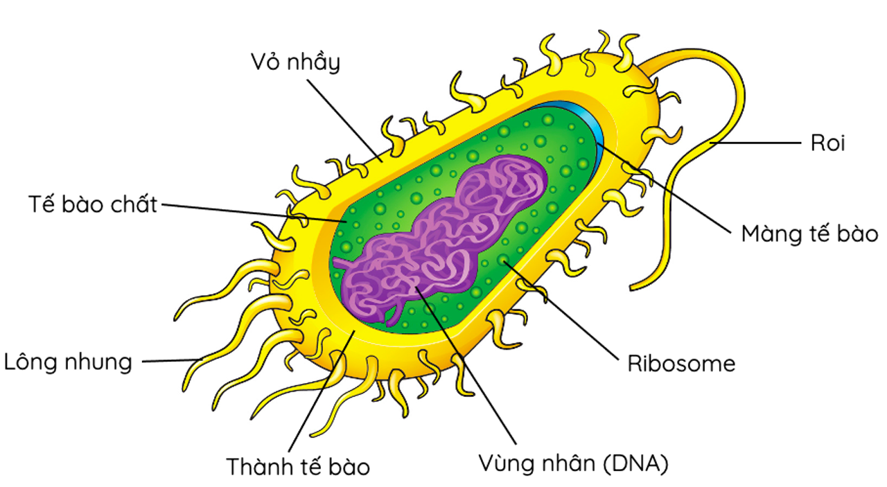 hình vẽ cấu trúc của tế bào nhân sơ điển hình