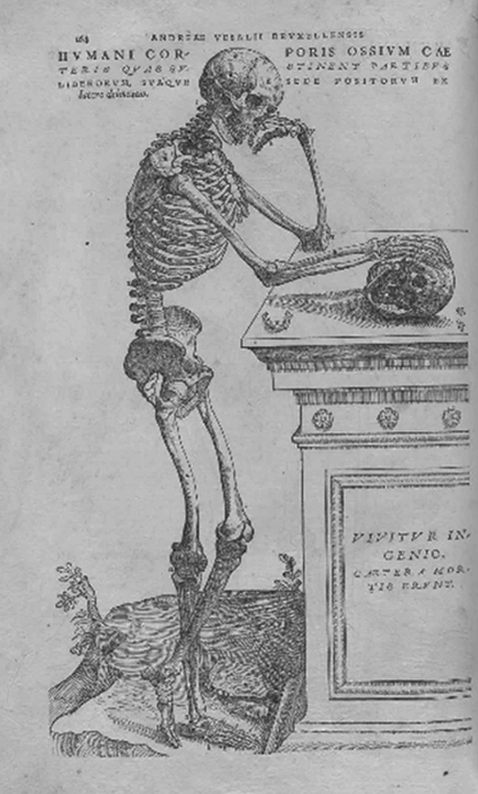 <i><a href="https://vi.wikipedia.org/wiki/De_humani_corporis_fabrica">De humani corporis fabrica</a></i> ("Về cấu trúc cơ thể người") của Andreas Vesalius