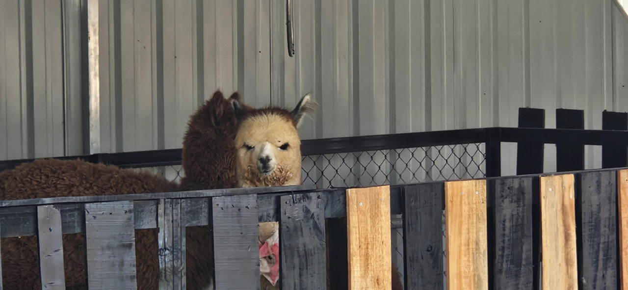 <i>"Ở đâu chui ra đấy? Bộ không thấy nắng sao mà còn giữa trưa mò tới zậy mấy má?"</i>