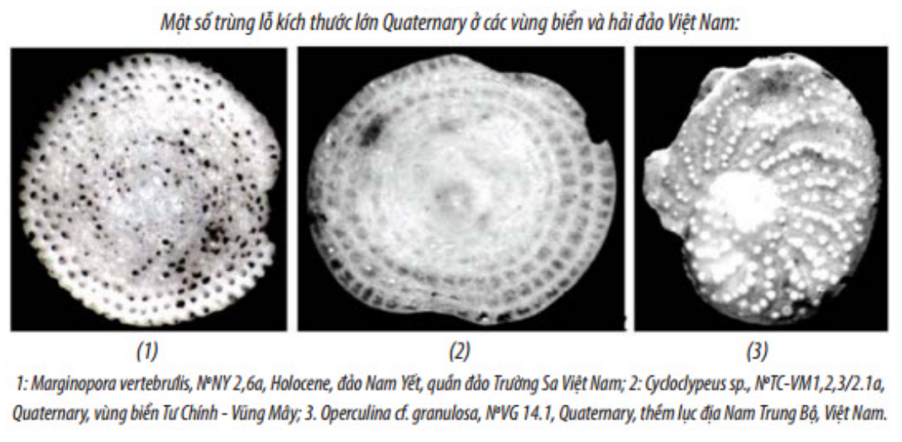 <i>Some large-sized Quaternary foraminifera in the seas and islands of Vietnam. Credit: PETROVIETNAM</i>