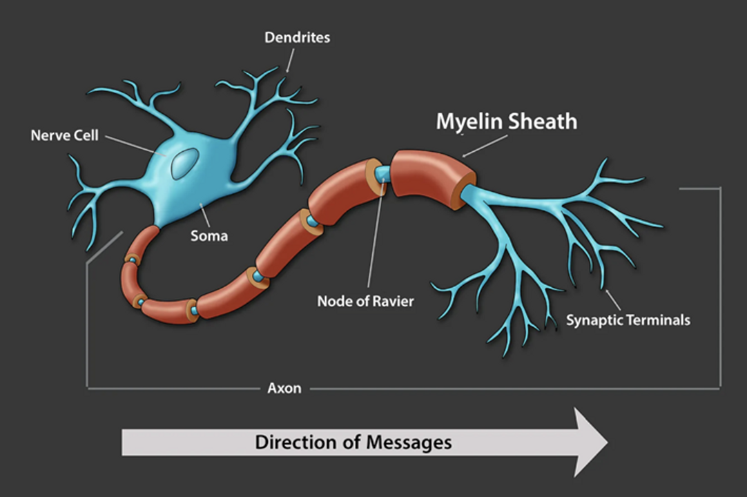 <i>Myelin – "Chất dẫn truyền của thực lực". Bạn có thể tưởng tượng ra sự giàu có, nhưng bạn không thể tưởng tượng ra Myelin. Nó chỉ được sinh ra từ mồ hôi, nước mắt và sự lặp lại kỷ luật. (Nguồn: www.webmd.com)</i>