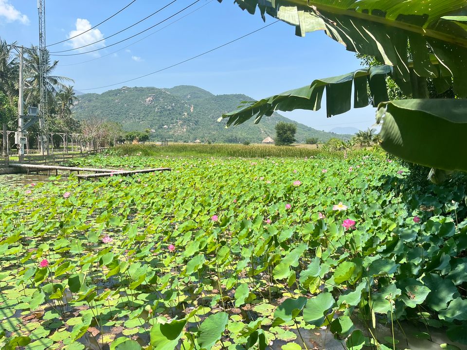 Có thể đi ra chỗ cái cầu gỗ bên trái để chụp ảnh checkin