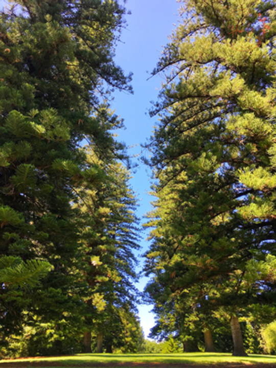 Như hai cái cây đứng cạnh nhau – mỗi cây tự vươn lên trời cao, nhưng rễ của chúng lặng lẽ đan vào nhau dưới lòng đất.