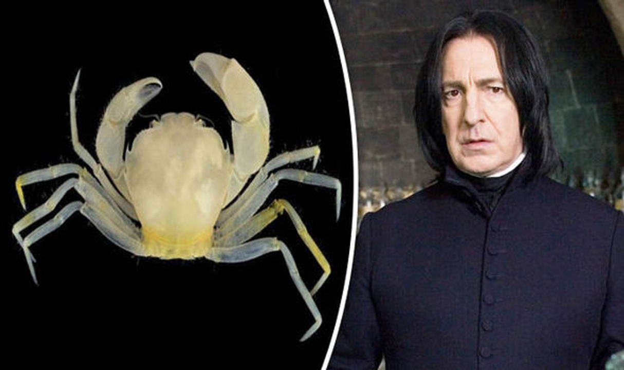 <i>Loài cua Harryplax Severus và nhân vật Severus Snape trong bộ tiểu thuyết nổi tiếng Harry Potter của J.K Rowling</i>
