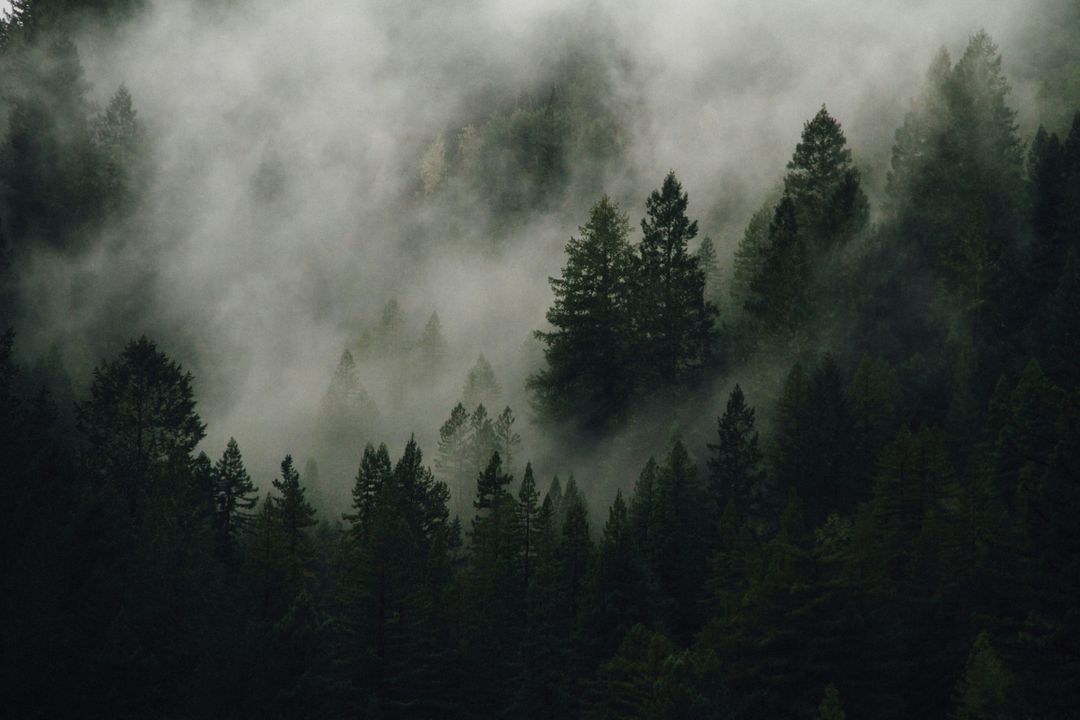 <a href="https://unsplash.com/photos/green-leafed-pine-trees-SrASYZZpyjw">Green leafed pine trees photo – Free Wallpaper Image on Unsplash</a>
