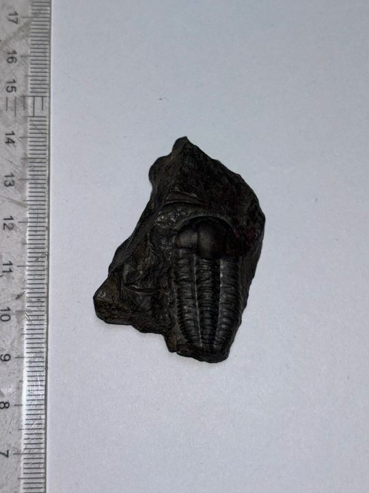 <i>Hóa thạch Ellipsocephalus hoffi ở Đại Học KHTN - ĐHQGHCM</i>