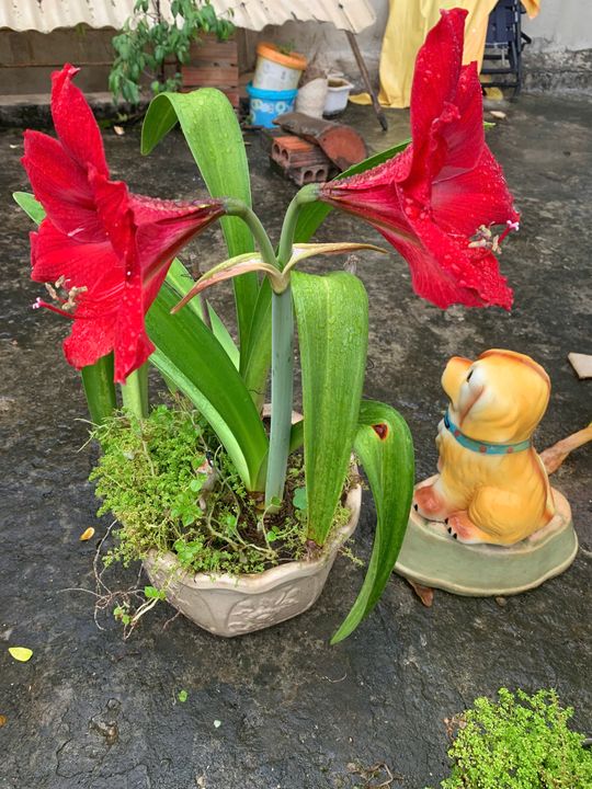 Cây cỏ cảm ứng với nhân tâm