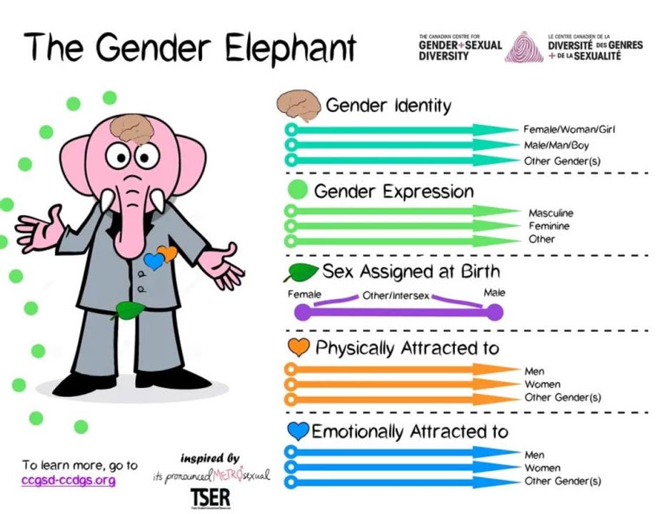 Mô hình The Gender Elephant (Biến thể của The Gender Unicorn)