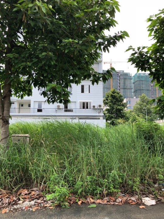 Một khu đất nền bỏ hoang cỏ mọc um tùm tại Q2, Sài Gòn.