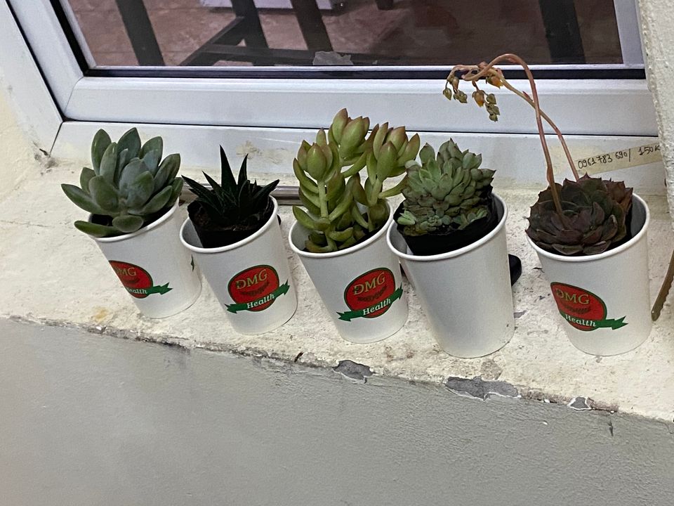 Một góc nhỏ của căn phòng đây là bạn của tui mới đi đổi sách lấy cây đó.