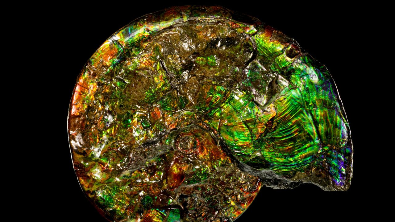 Một trăm triệu năm trước, một sinh vật biển tên là ammonite đã chết và lớp vỏ cacbonat cứng của nó lắng xuống đáy biển dưới dạng khoáng sinh học aragonit. Theo thời gian, cacbonat dần được thay thế bằng các tinh thể silicat của opal.