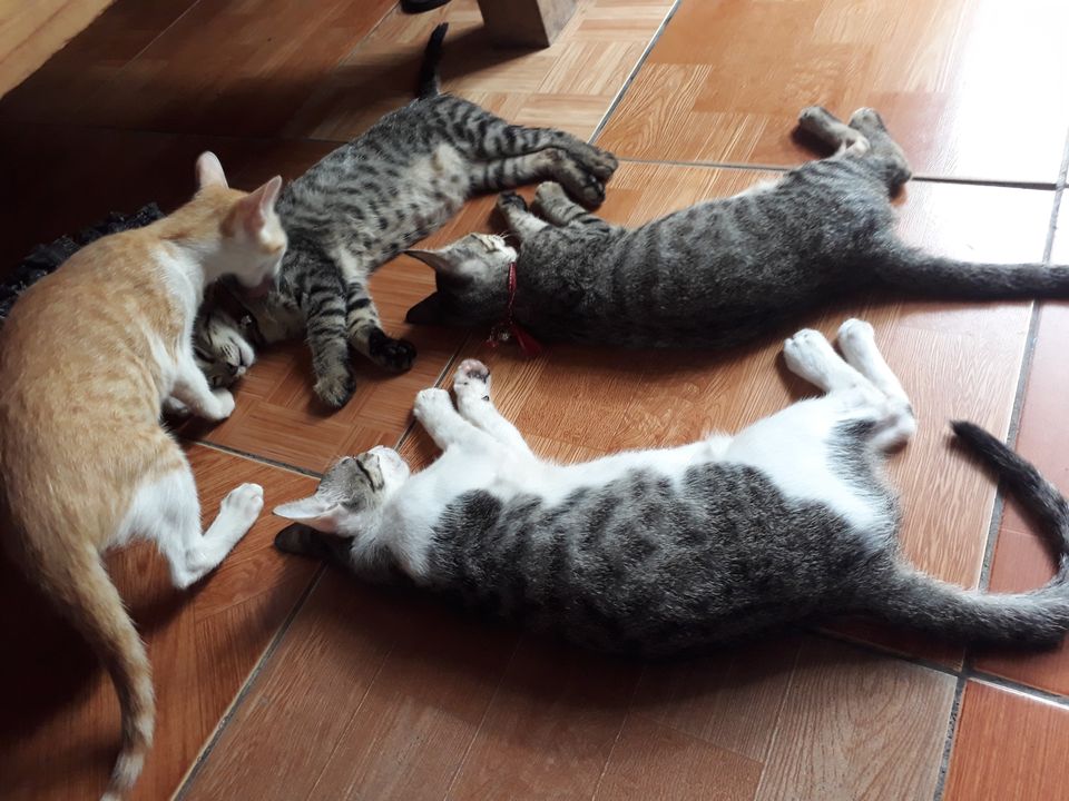 Nó liếm láp cho 3 thằng anh khi chúng còn đang mê man sau khi bị đưa đi cắt trái dứng