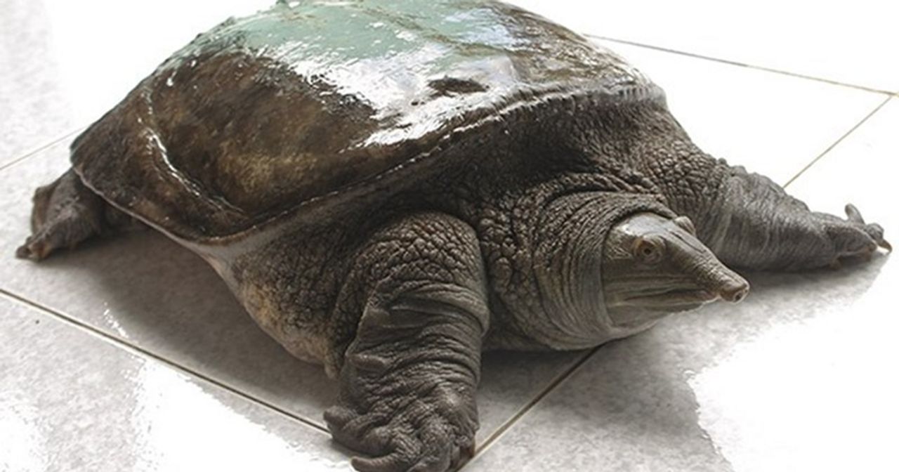 <i>Ba ba ngoài đời</i>