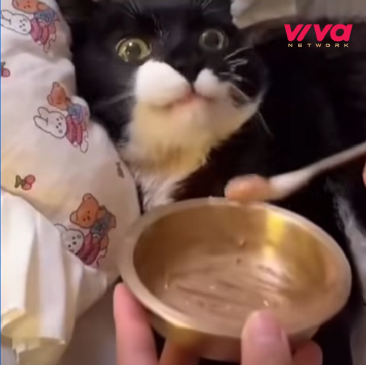 Con mèo rưng rưng nước mắt vì được yêu thương