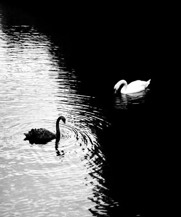 Những sự kiện "Thiên nga đen" luôn khiến thế giới chao đảo. Nhưng liệu đó chỉ là ngẫu nhiên hay đằng sau là một thuyết âm mưu chưa từng được vén màn?