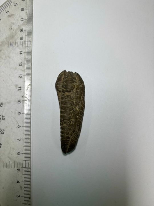 <i>Hóa thạch Calymene tristani </i><i>ở Đại Học KHTN - ĐHQGHCM</i>