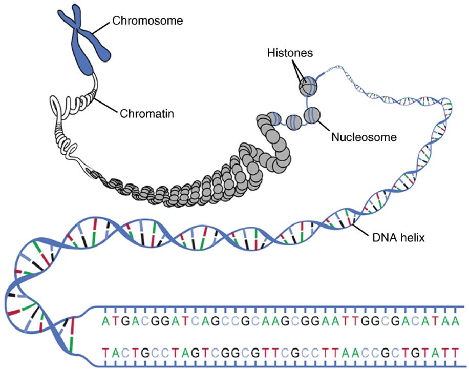 Sự phức tạp và kỳ công của DNA